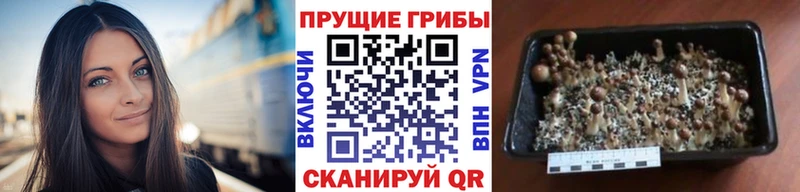 Псилоцибиновые грибы Magic Shrooms  Великий Устюг 