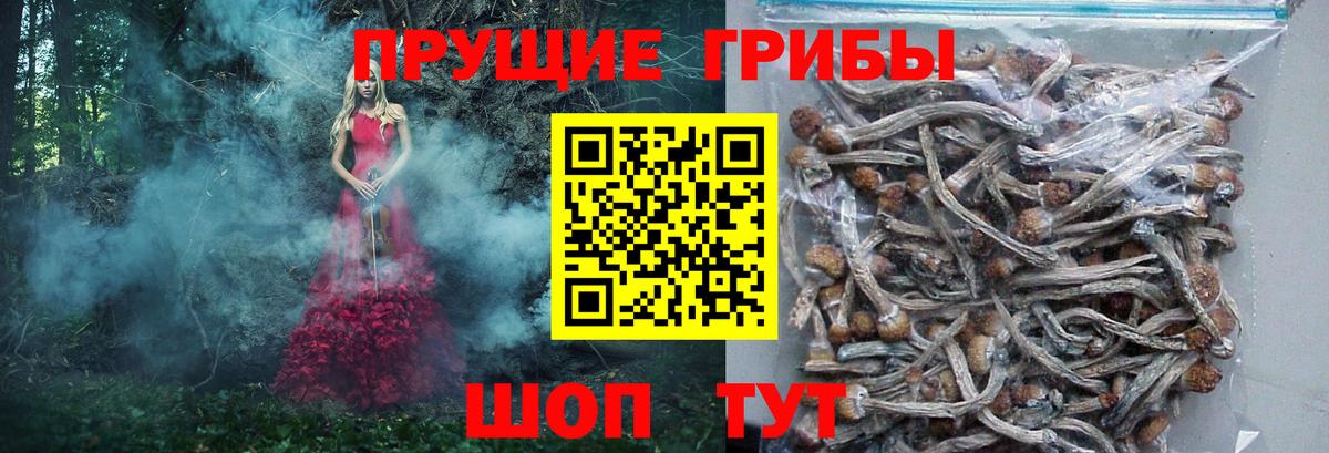 Псилоцибиновые грибы Cubensis  Великий Устюг 